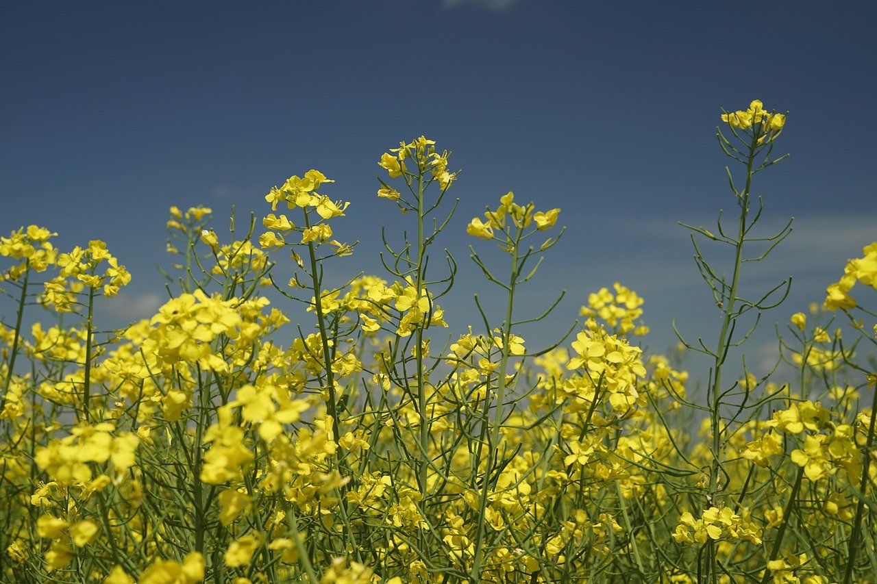 Canola / Rapeseed imported image