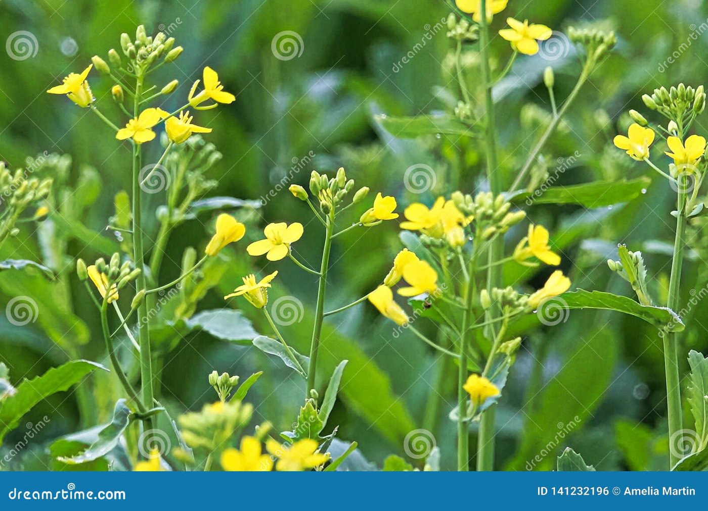 Canola / Rapeseed imported image