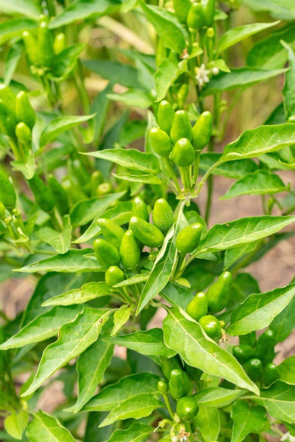 Chili imported image