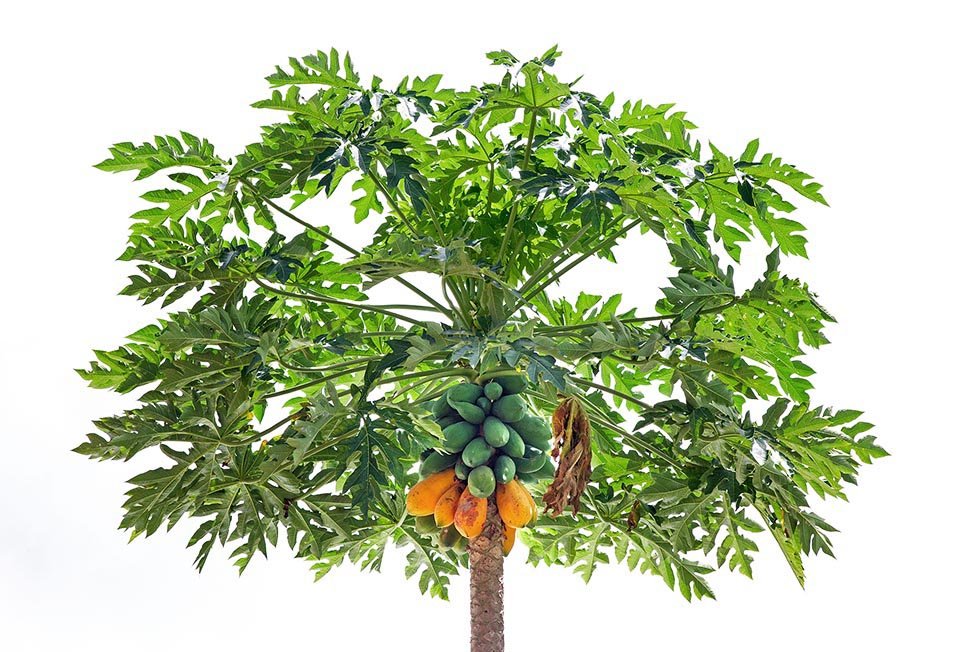 Papaya imported image