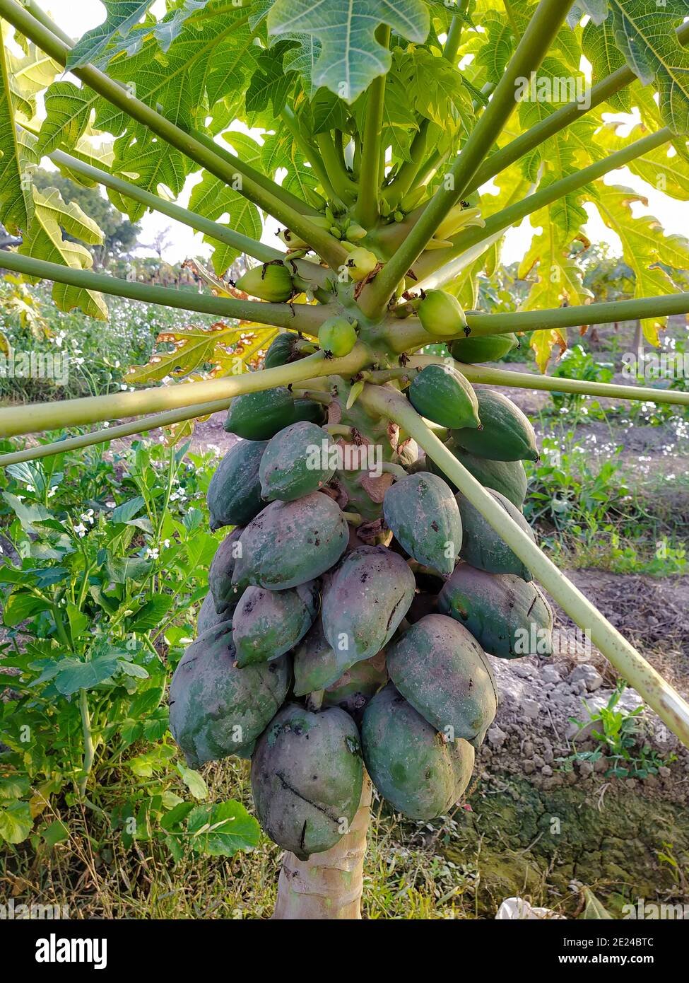 Papaya imported image