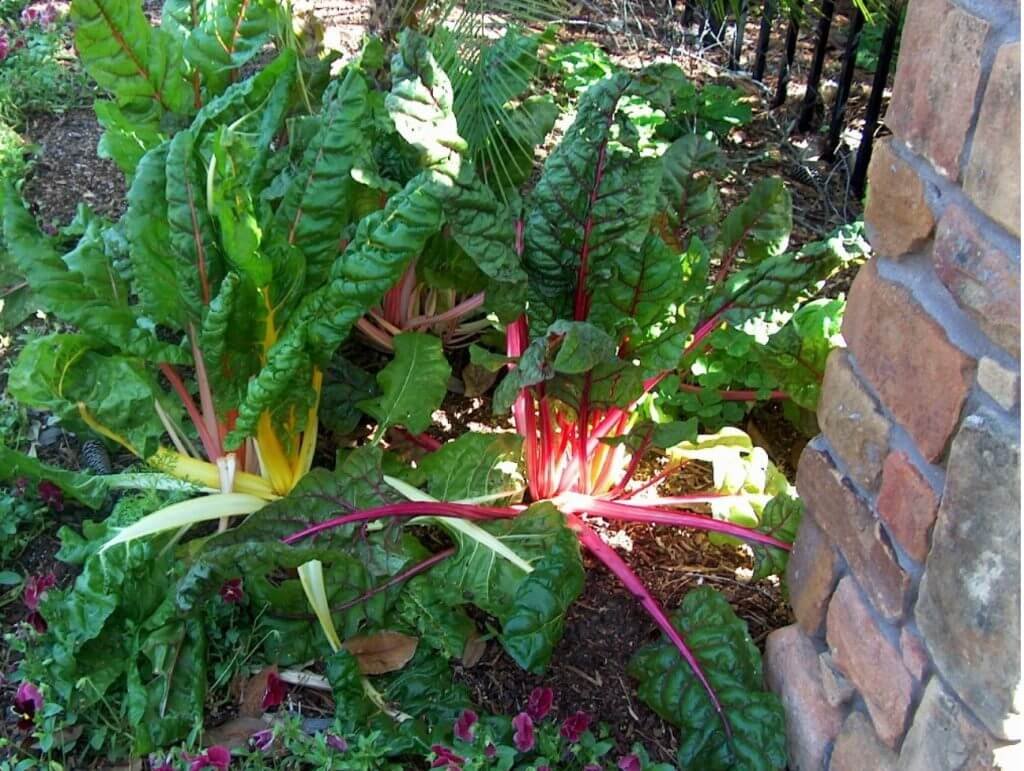 Swiss Chard imported image