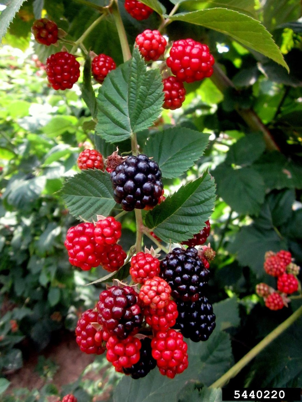 Blackberry imported image