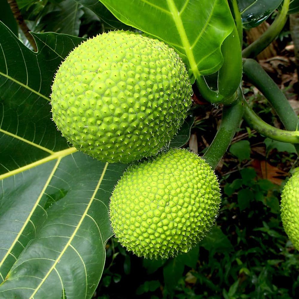 Breadfruit imported image