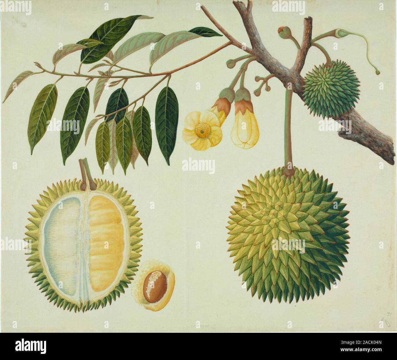 Durian imported image