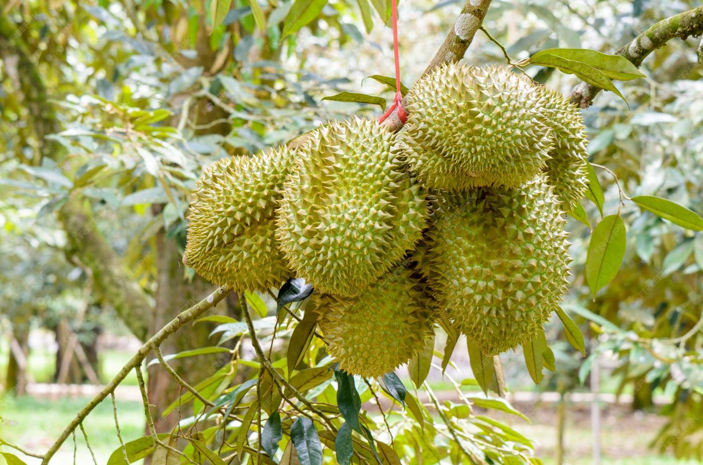Durian imported image