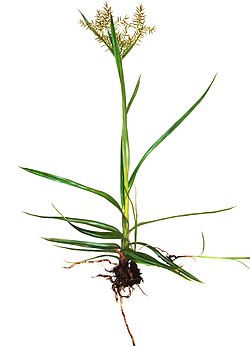 Tiger nut (Cyperus esculentus)