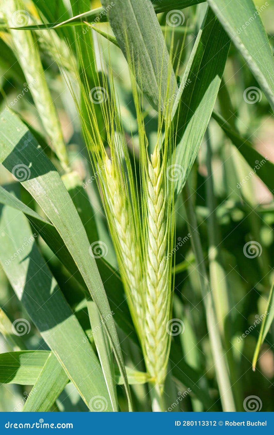 Durum Wheat imported image