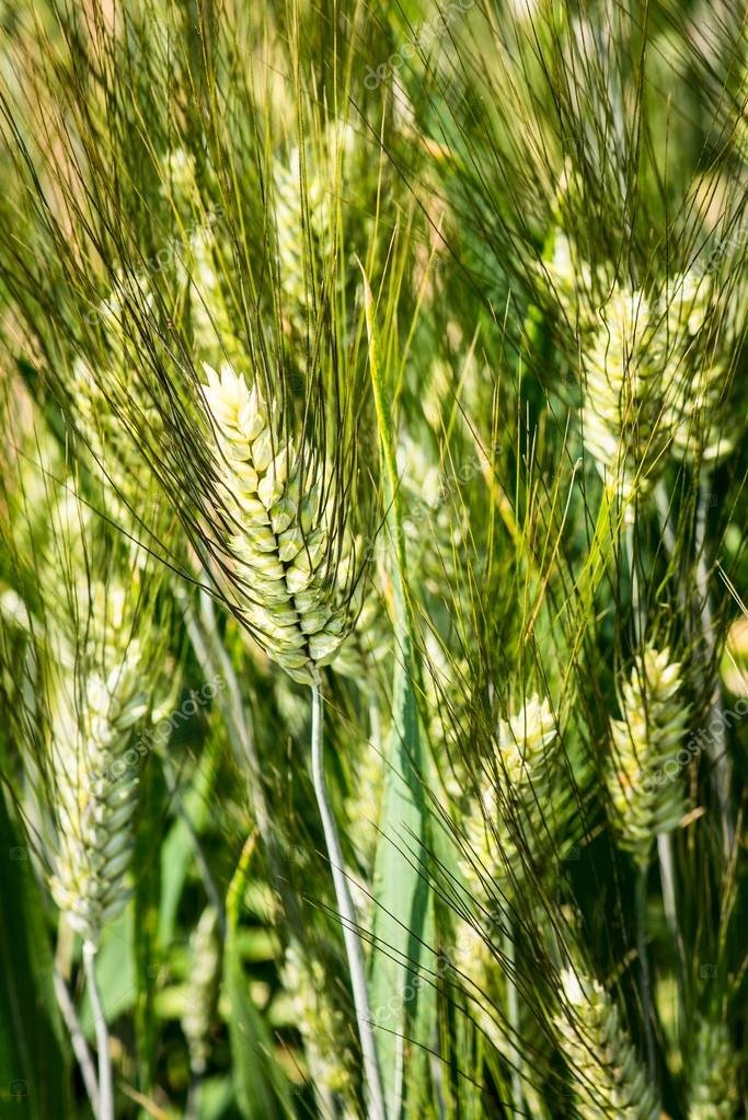 Durum Wheat imported image