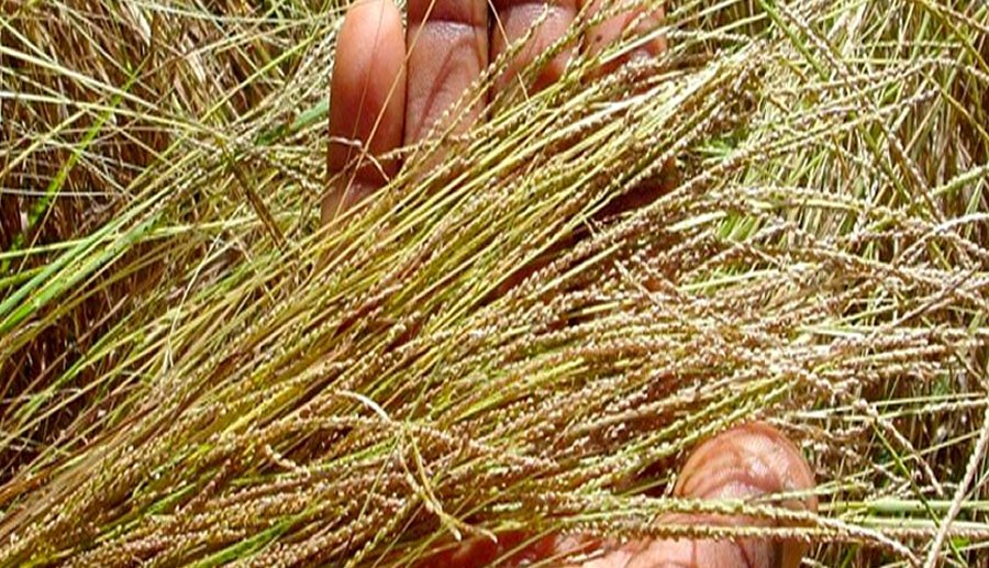 Fonio imported image