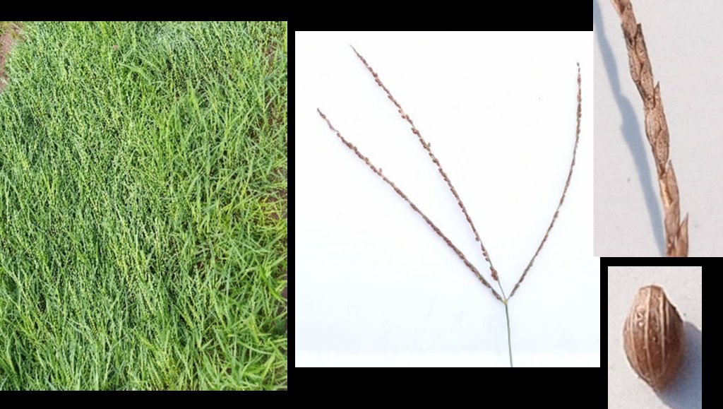 Fonio imported image