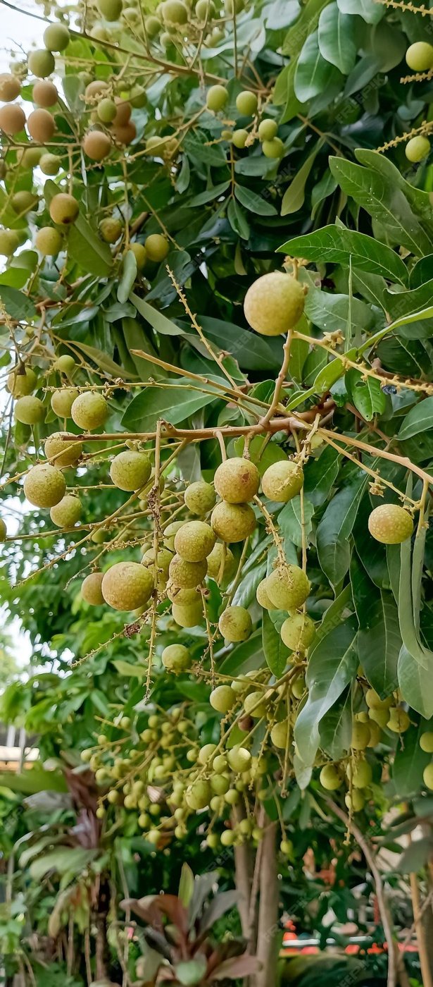 Longan imported image
