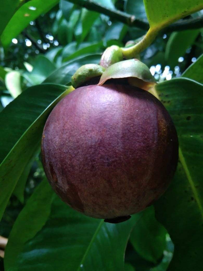 Mangosteen imported image