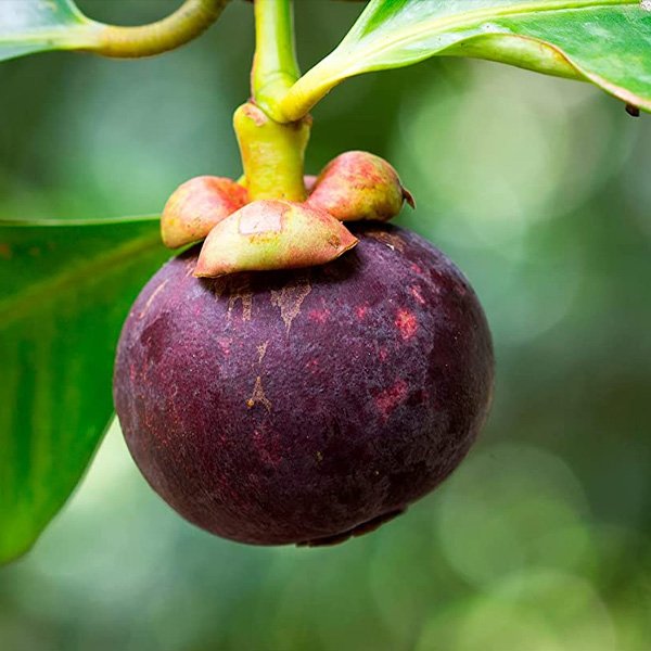 Mangosteen imported image