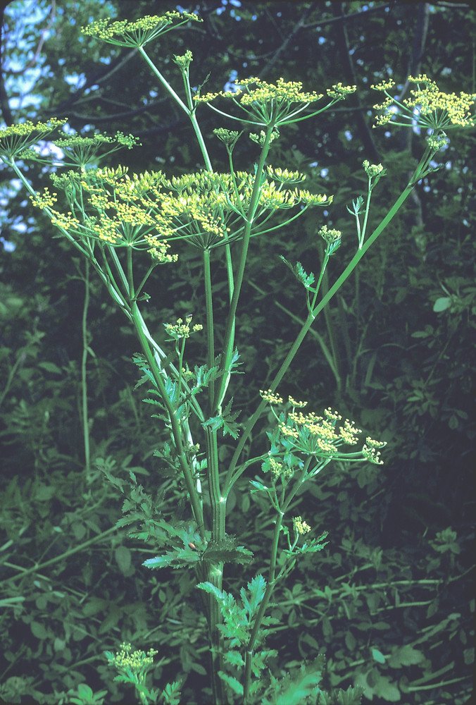 Parsnip imported image