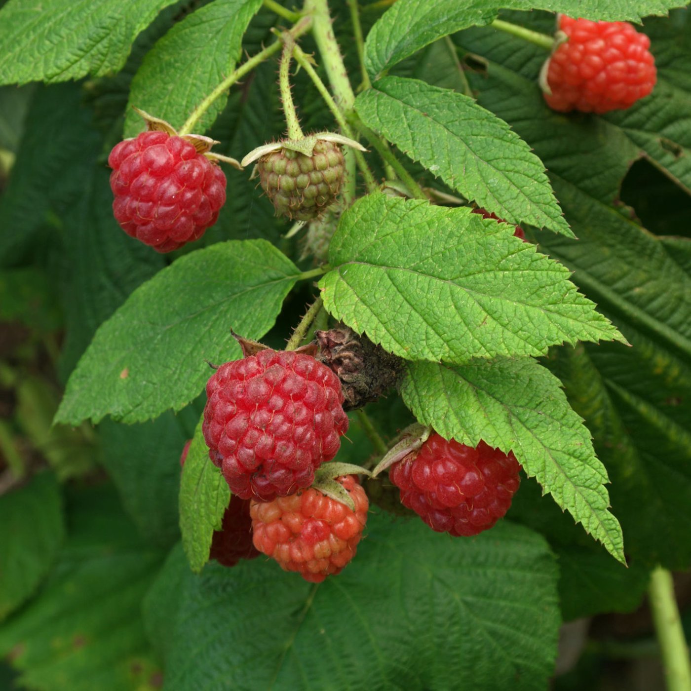 Raspberry imported image