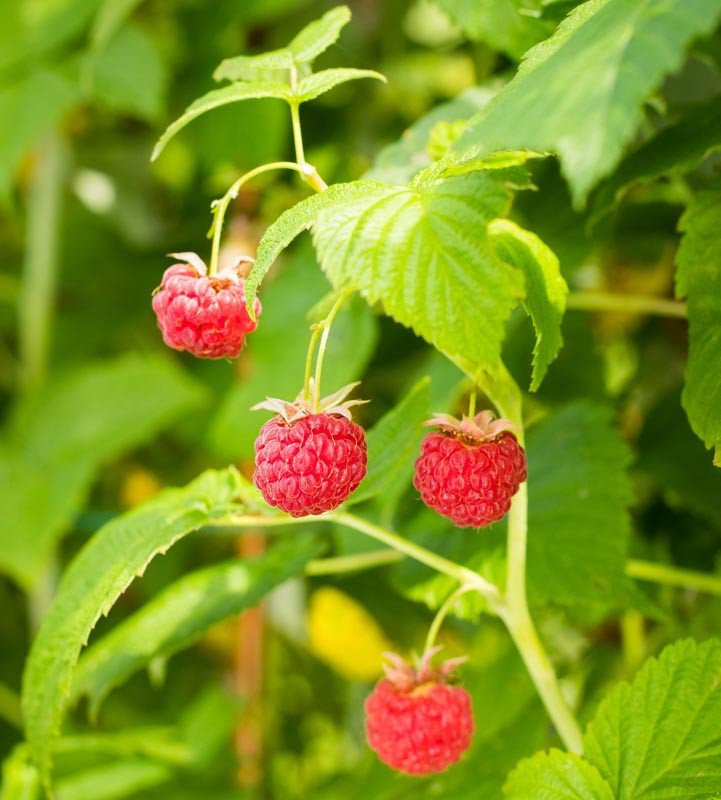Raspberry imported image