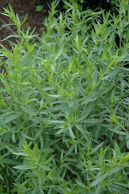 Tarragon imported image
