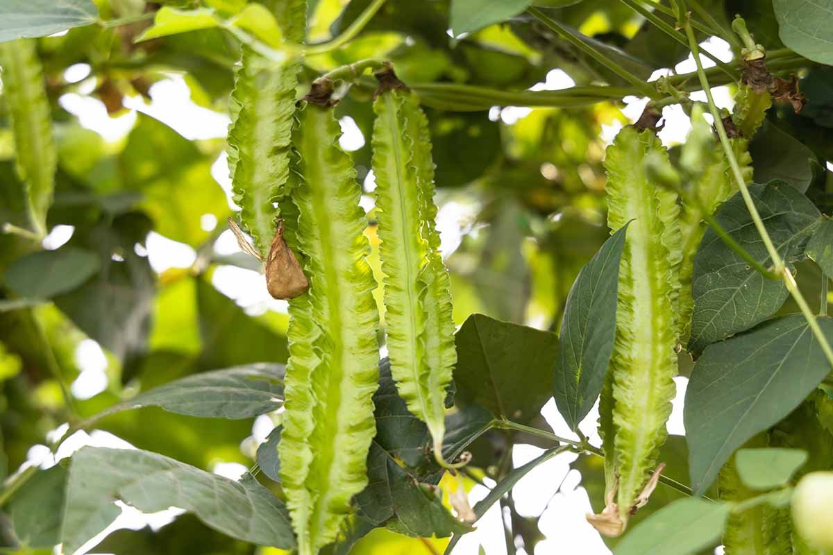 Winged Bean