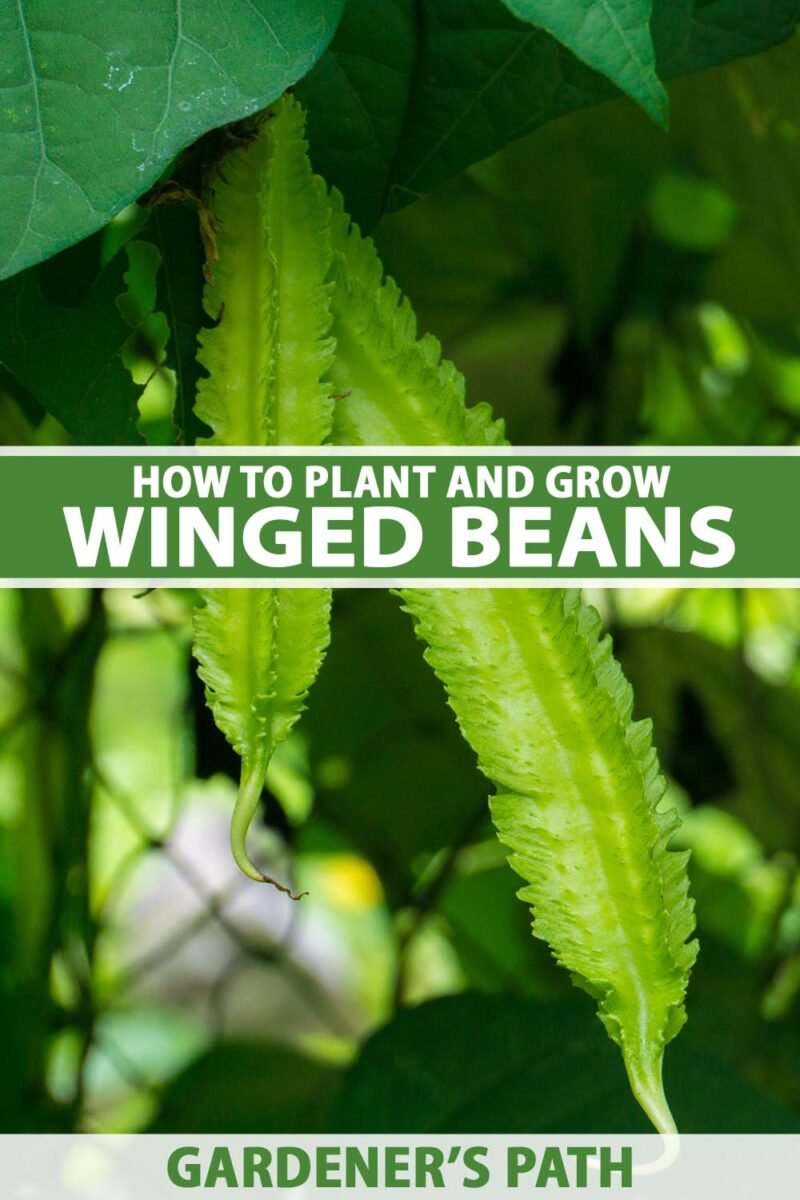 Winged Bean imported image