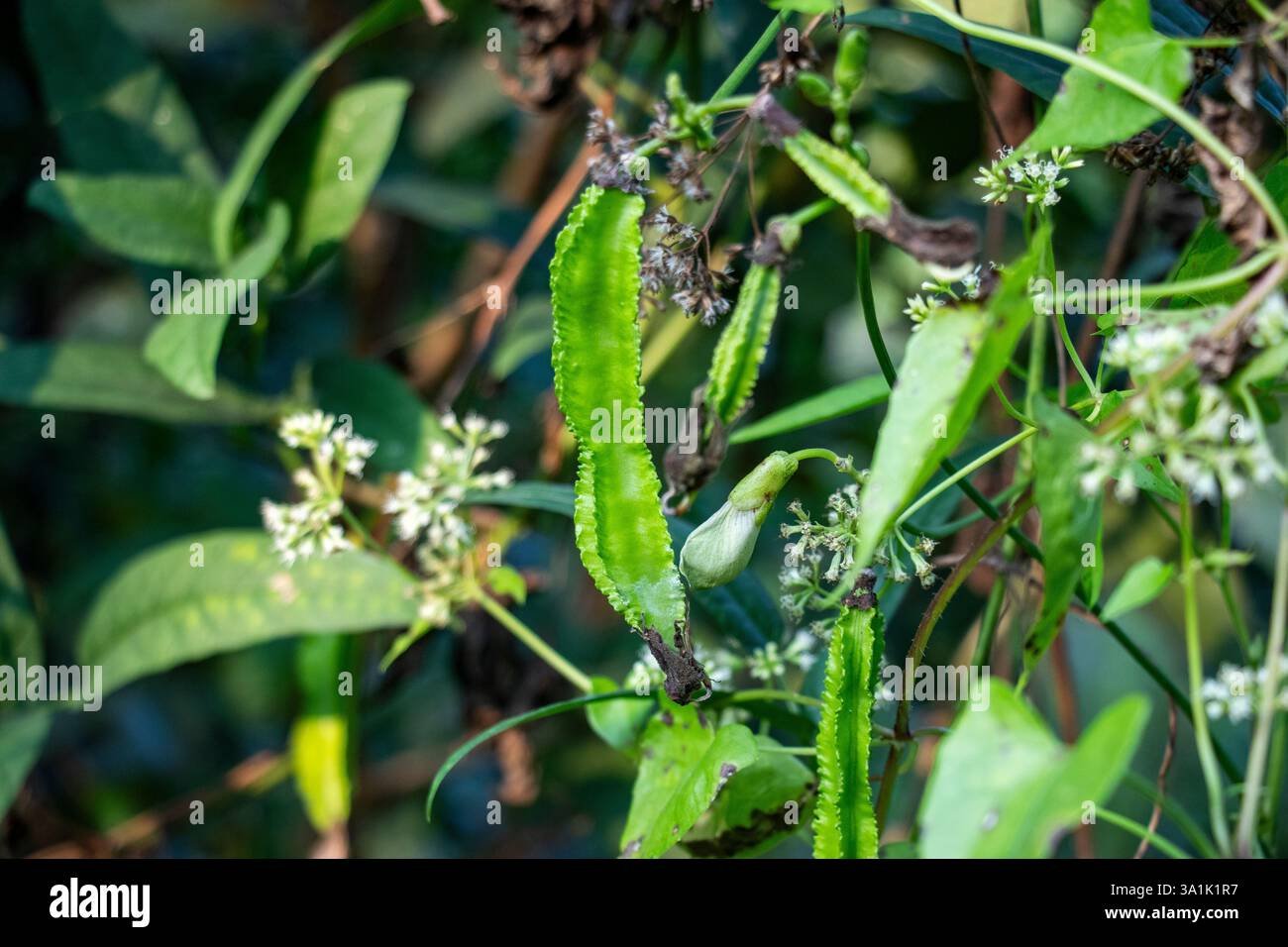 Winged Bean imported image