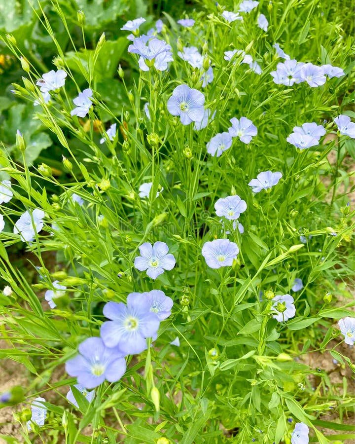 Linseed Flax imported image