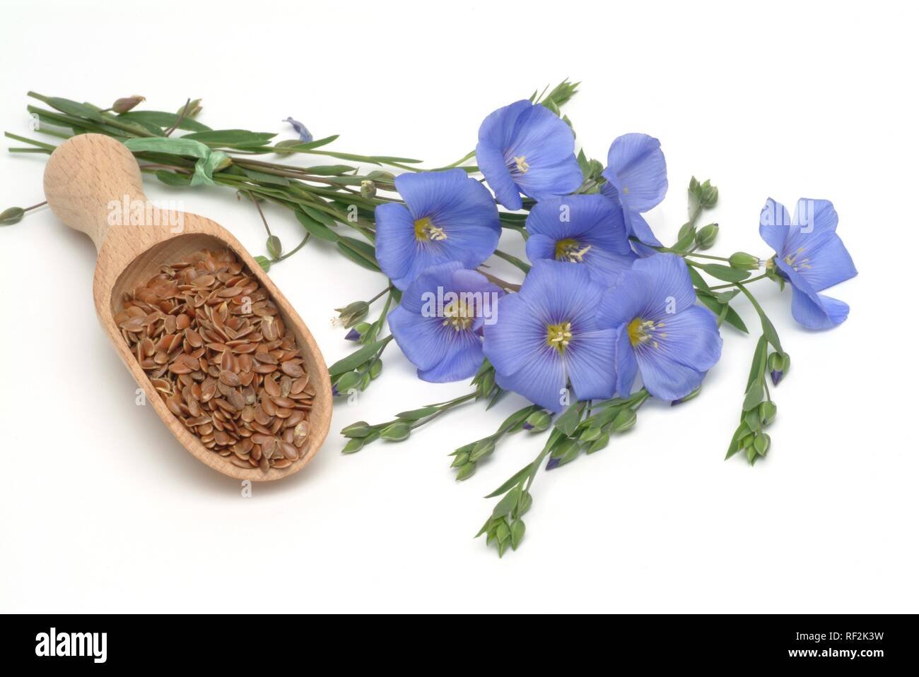 Linseed Flax imported image