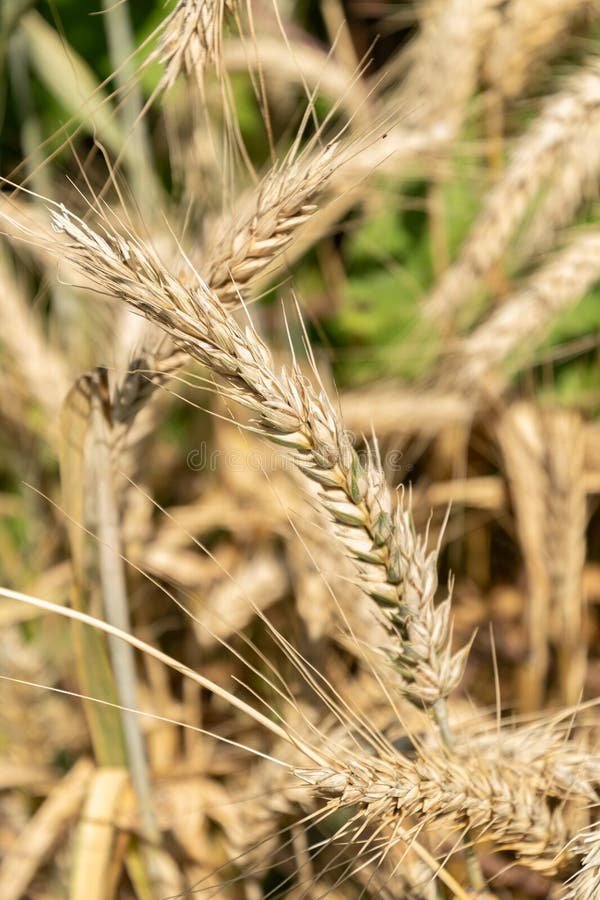 Triticale imported image