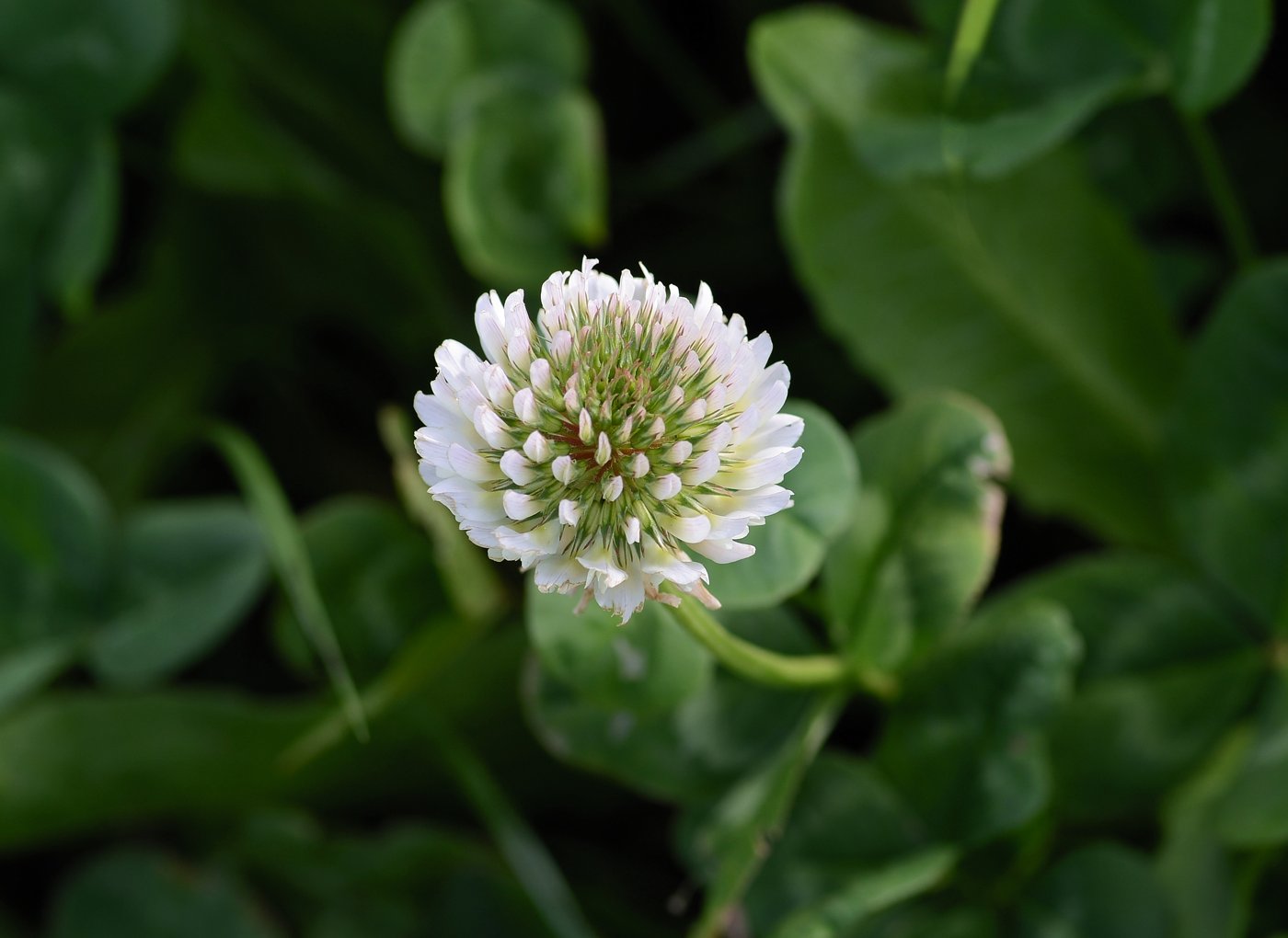 White Clover imported image