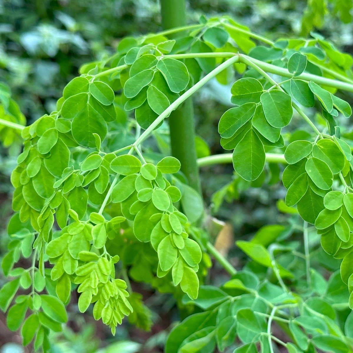 Moringa imported image
