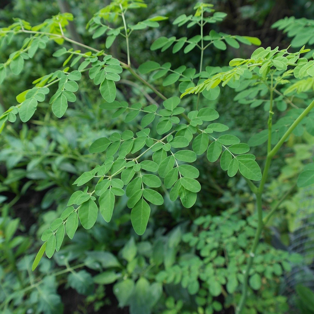 Moringa imported image