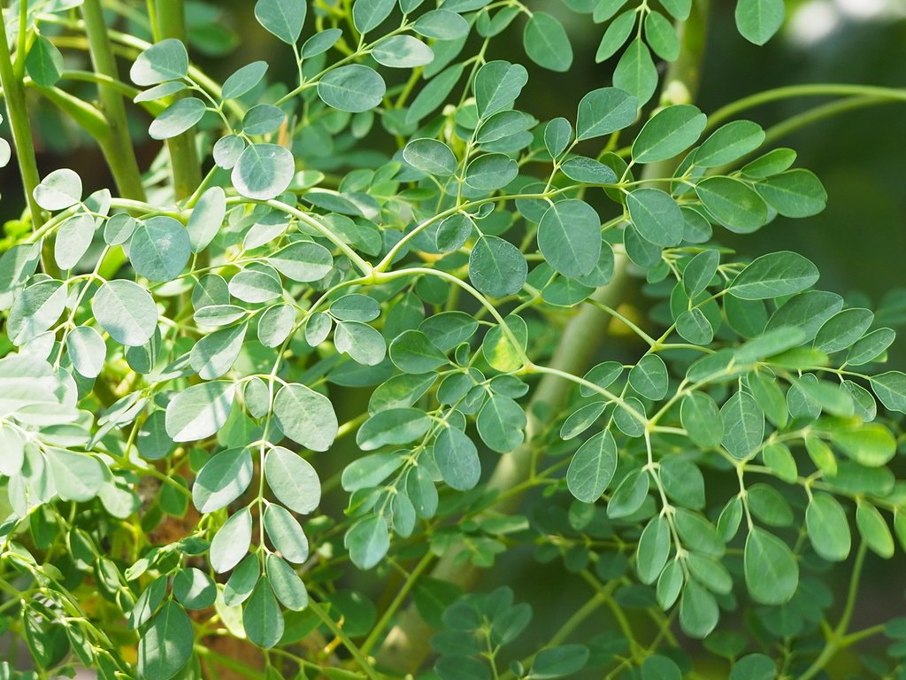 Moringa imported image