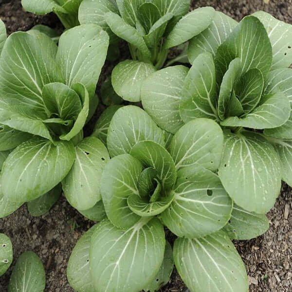 Bok Choy imported image