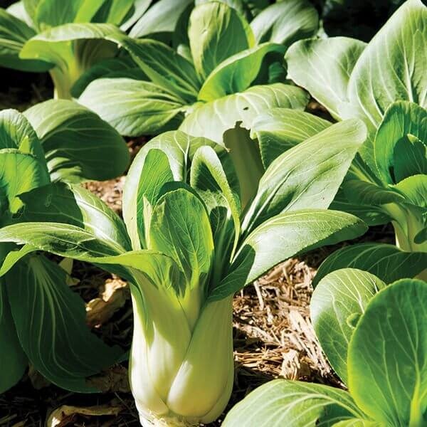 Bok Choy imported image