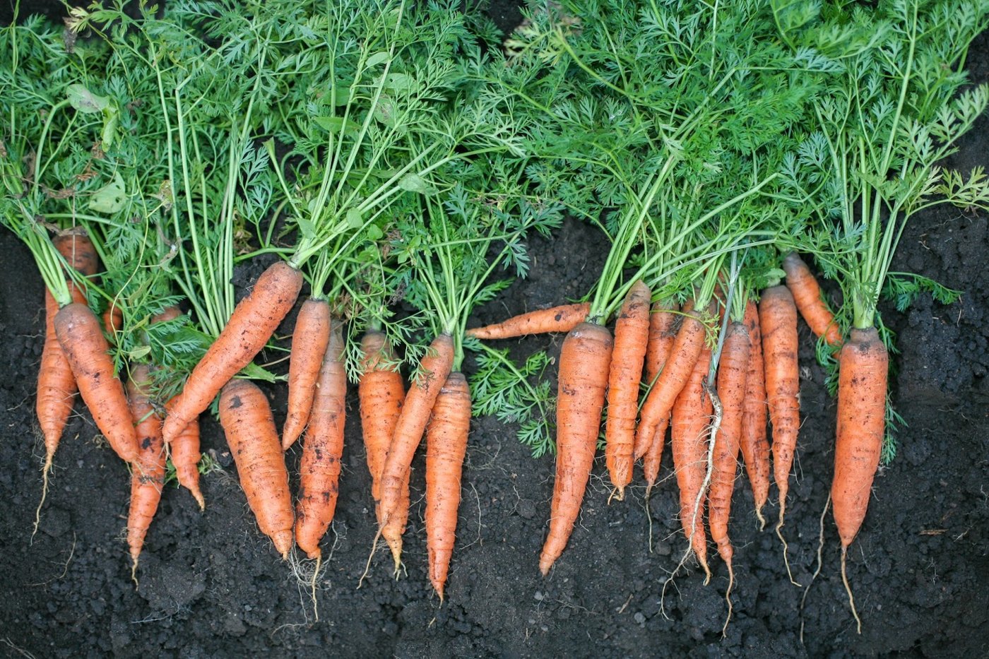 Carrot imported image