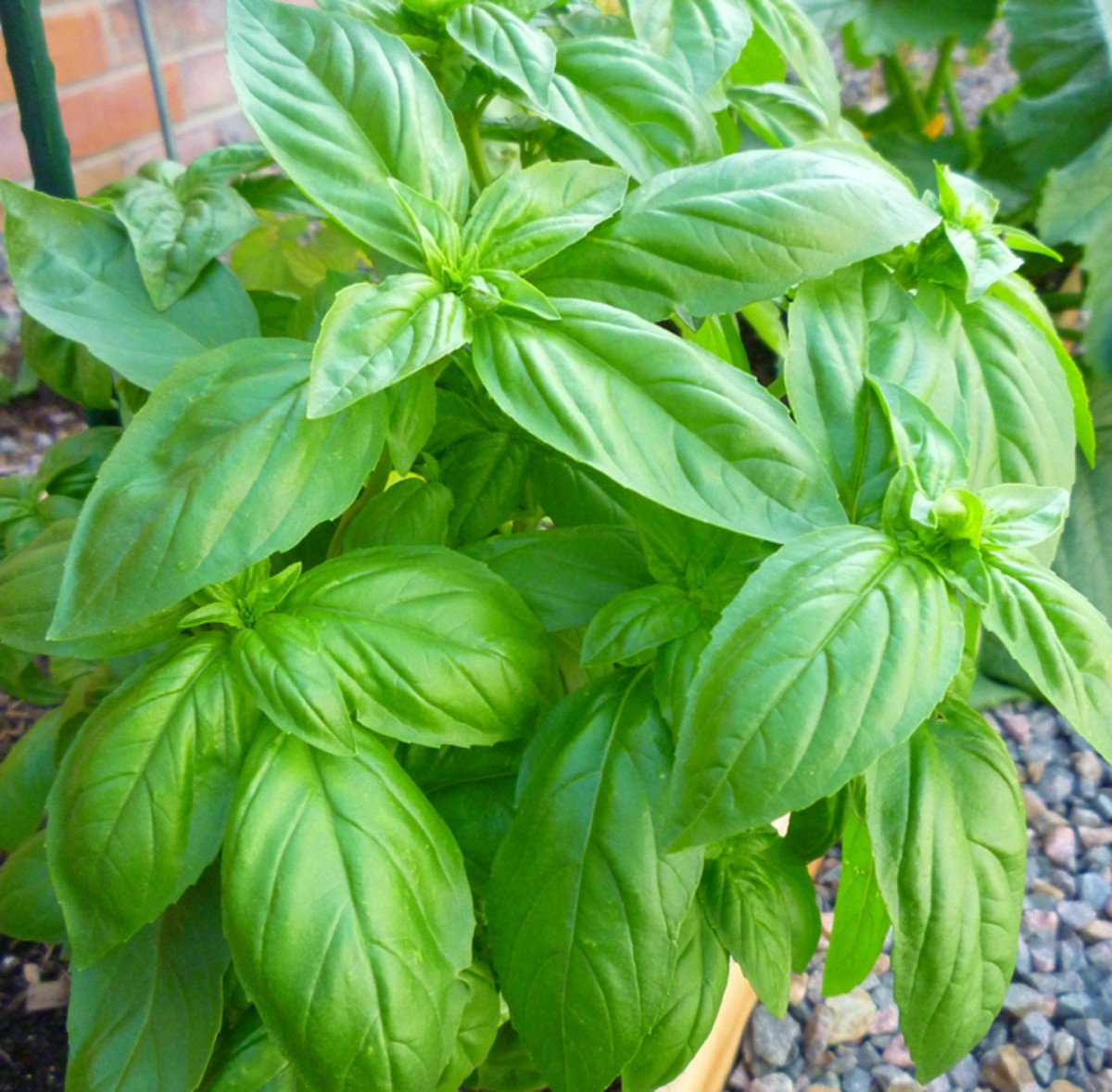 Basil (sweet basil) imported image