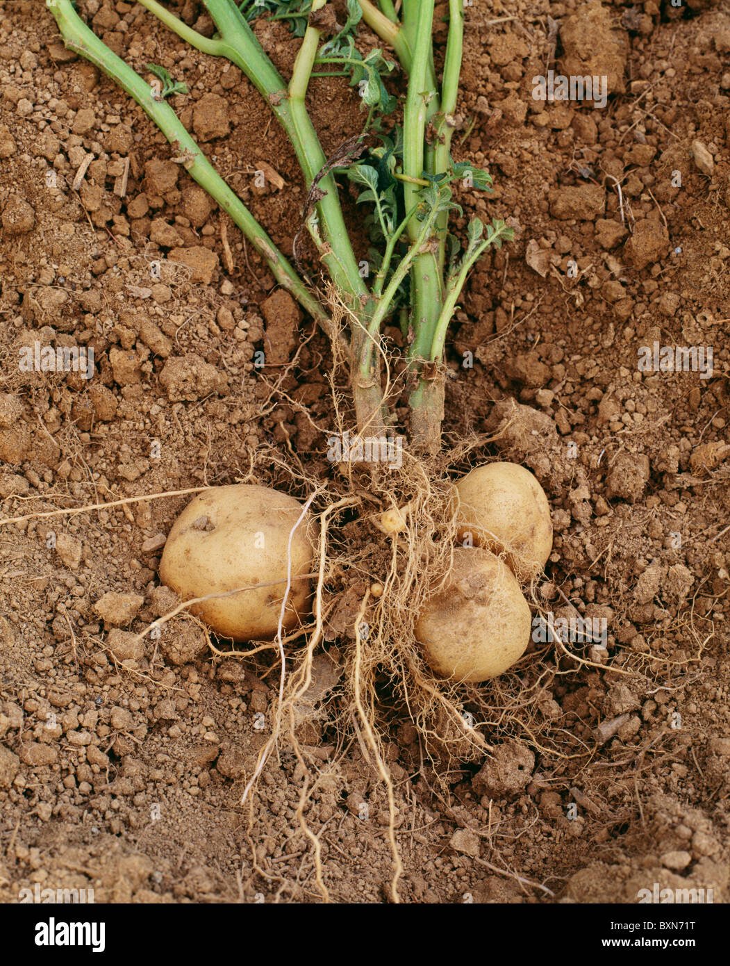 Irish Potato imported image