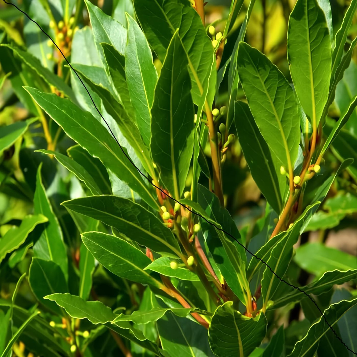 Bay Leaf