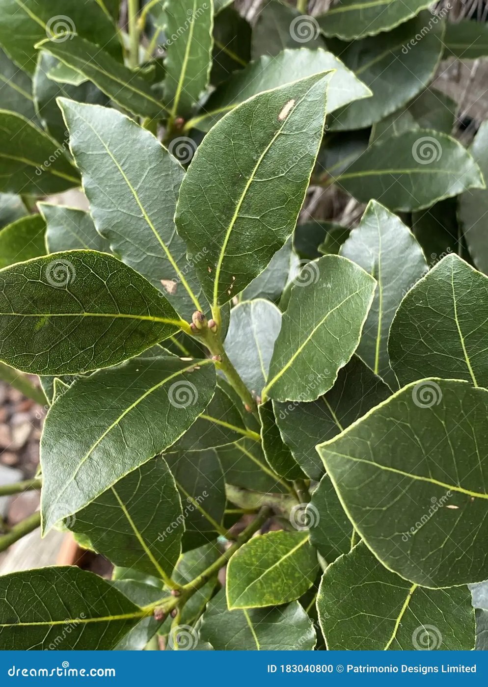 Bay Leaf imported image