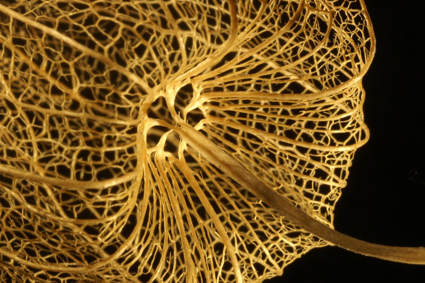 Gooseberry imported image