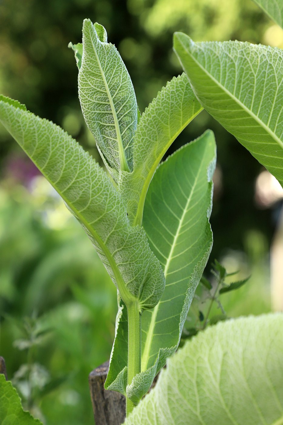 Horseradish imported image