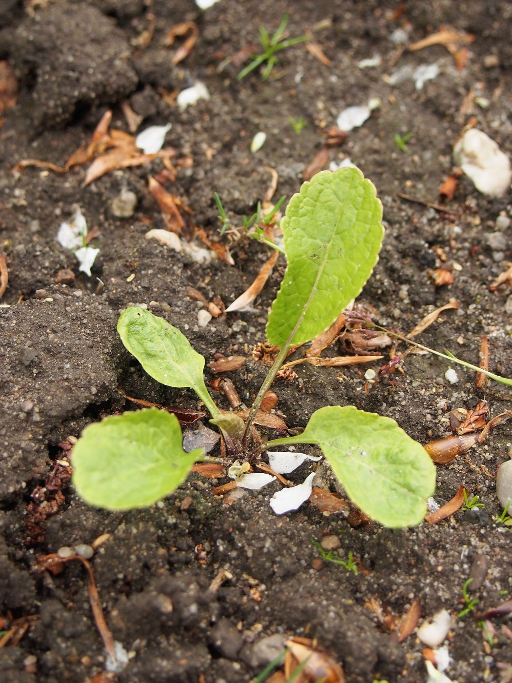 Horseradish imported image