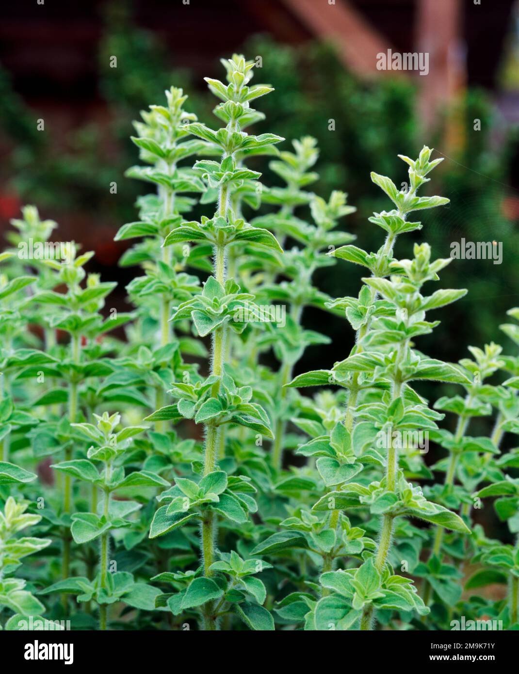 Oregano imported image