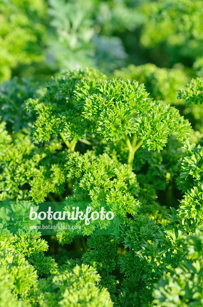 Parsley imported image