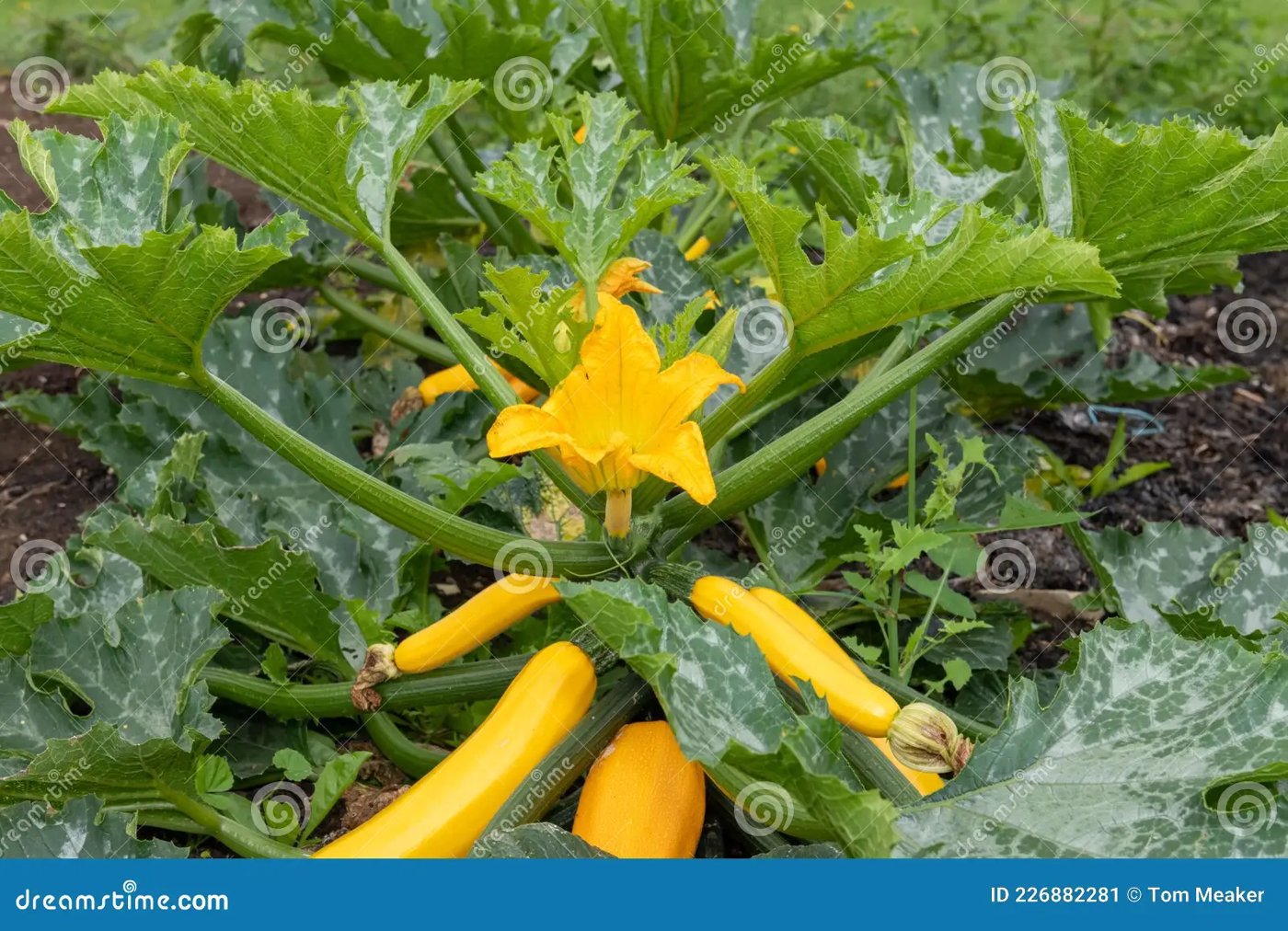 Zucchini imported image
