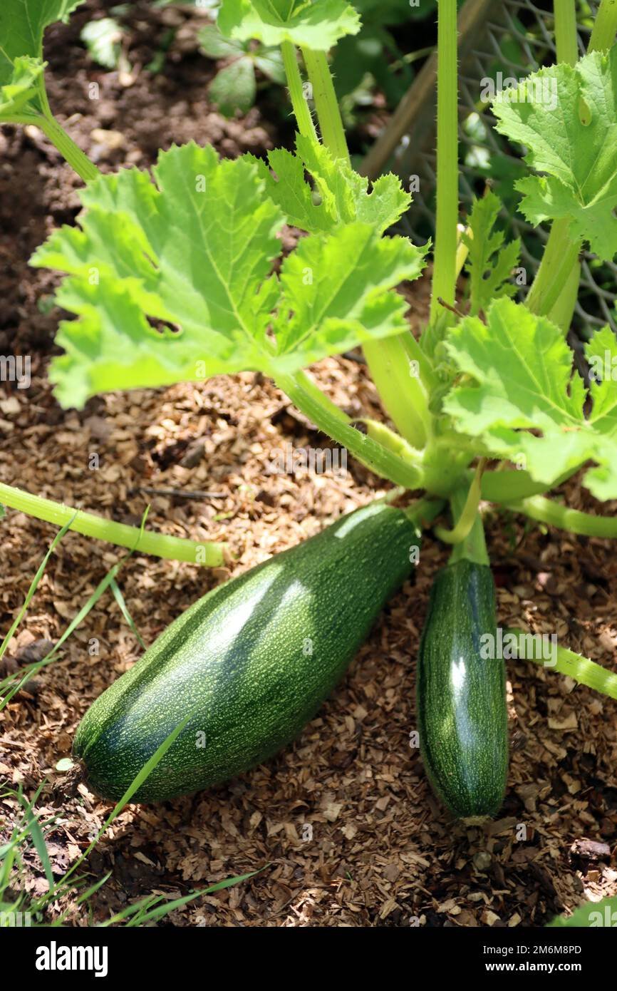 Zucchini imported image