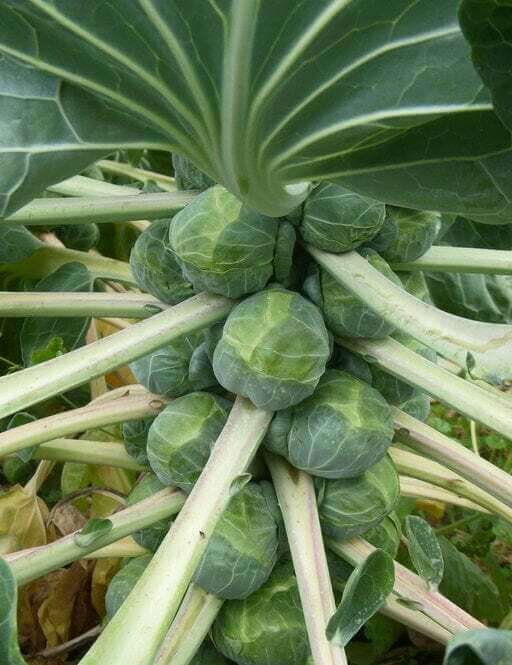 Brussels Sprouts