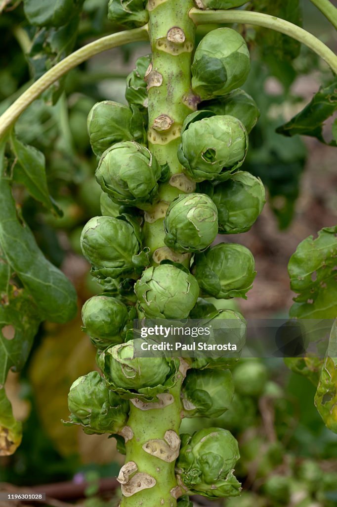 Brussels Sprouts imported image