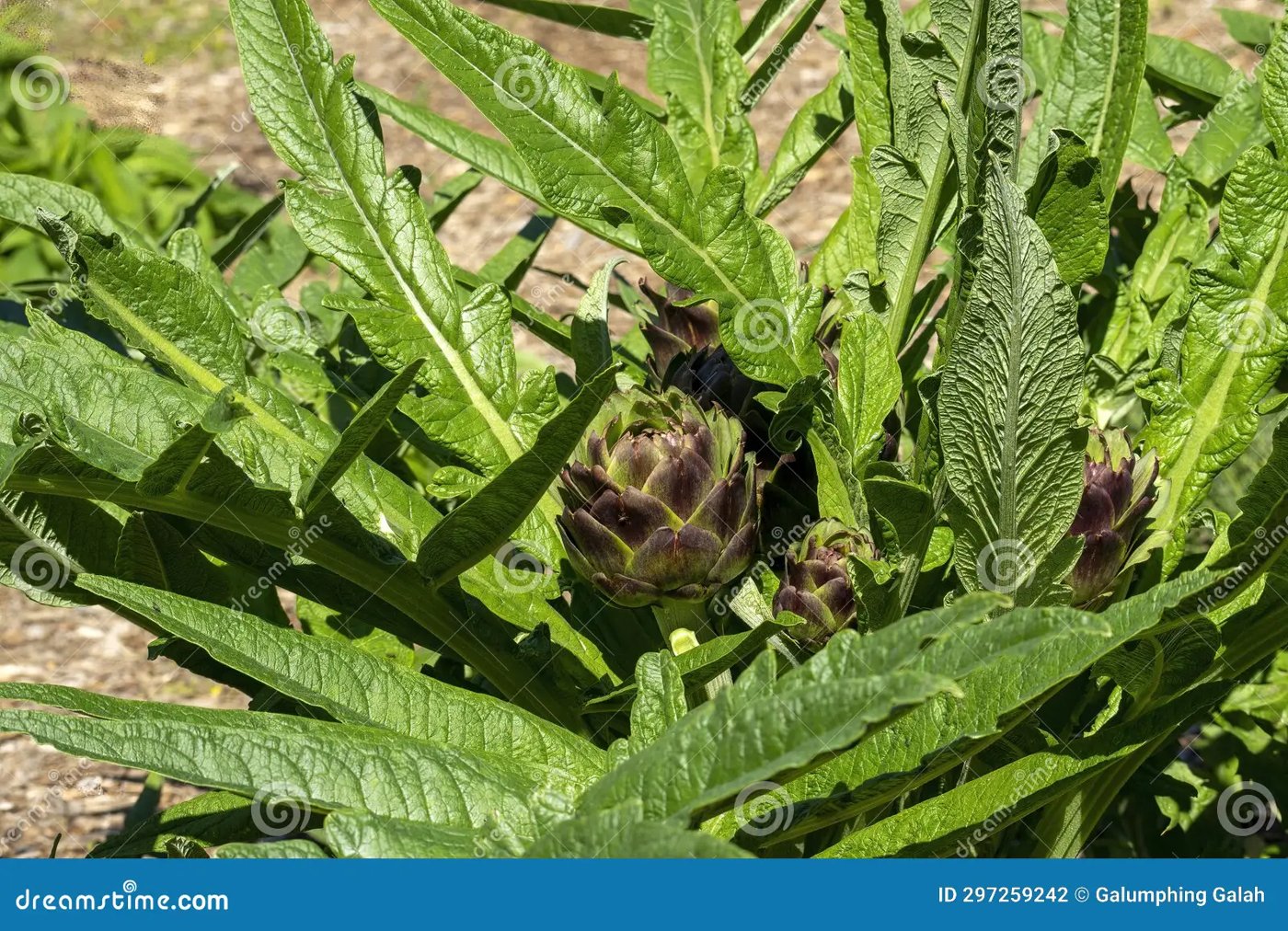Artichoke imported image