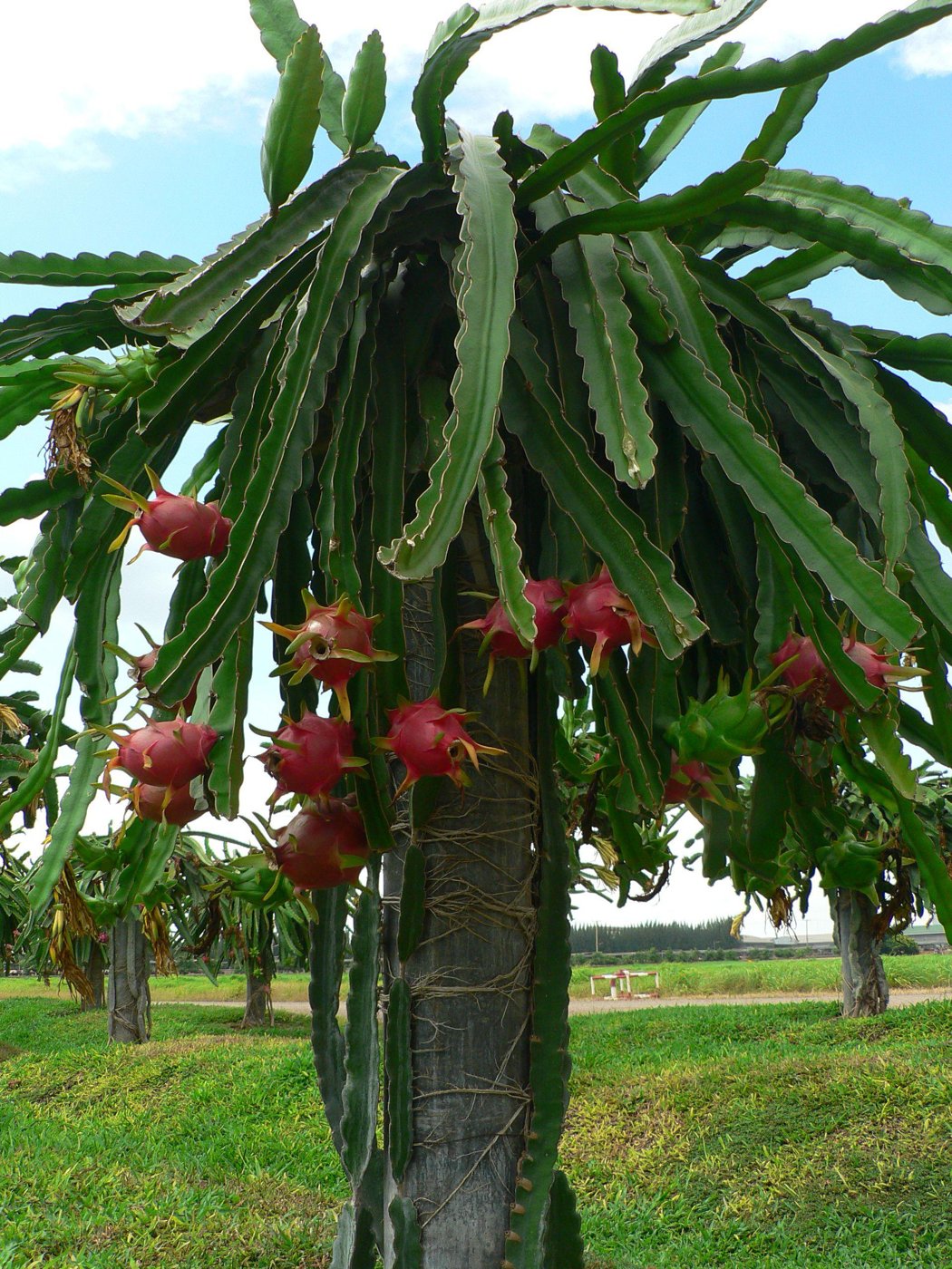 Dragon Fruit imported image